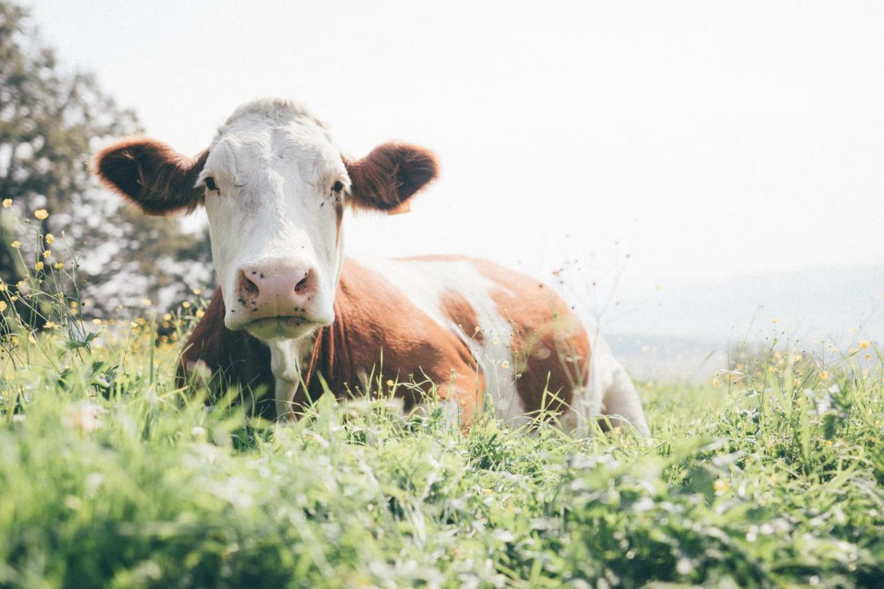 Séjour à la ferme Essleggerhof *